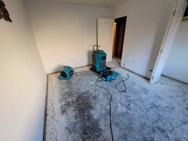 Best Water damage restoration mold remediation  in Whitmire, SC